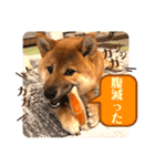 柴犬  豆之進 日常スタンプ★【関西弁】（個別スタンプ：4）