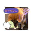 柴犬  豆之進 日常スタンプ★【関西弁】（個別スタンプ：6）