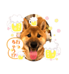 柴犬  豆之進 日常スタンプ★【関西弁】（個別スタンプ：7）