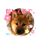 柴犬  豆之進 日常スタンプ★【関西弁】（個別スタンプ：8）