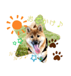 柴犬  豆之進 日常スタンプ★【関西弁】（個別スタンプ：9）