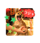 柴犬  豆之進 日常スタンプ★【関西弁】（個別スタンプ：11）
