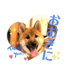 柴犬  豆之進 日常スタンプ★【関西弁】（個別スタンプ：14）