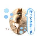 柴犬  豆之進 日常スタンプ★【関西弁】（個別スタンプ：15）