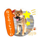 柴犬  豆之進 日常スタンプ★【関西弁】（個別スタンプ：16）