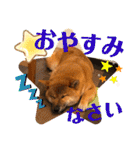 柴犬  豆之進 日常スタンプ★【関西弁】（個別スタンプ：18）