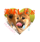 柴犬  豆之進 日常スタンプ★【関西弁】（個別スタンプ：20）