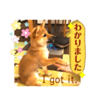 柴犬  豆之進 日常スタンプ★【関西弁】（個別スタンプ：22）