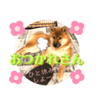 柴犬  豆之進 日常スタンプ★【関西弁】（個別スタンプ：23）