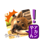 柴犬  豆之進 日常スタンプ★【関西弁】（個別スタンプ：24）