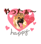 柴犬  豆之進 日常スタンプ★【関西弁】（個別スタンプ：25）