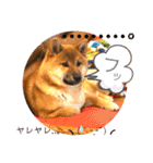 柴犬  豆之進 日常スタンプ★【関西弁】（個別スタンプ：26）
