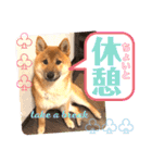 柴犬  豆之進 日常スタンプ★【関西弁】（個別スタンプ：27）