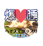 柴犬  豆之進 日常スタンプ★【関西弁】（個別スタンプ：28）