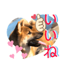 柴犬  豆之進 日常スタンプ★【関西弁】（個別スタンプ：32）