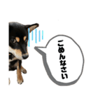 ごん太 日常スタンプ（個別スタンプ：1）