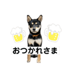 ごん太 日常スタンプ（個別スタンプ：3）