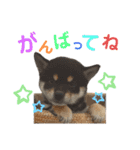 ごん太 日常スタンプ（個別スタンプ：4）
