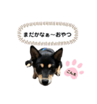 ごん太 日常スタンプ（個別スタンプ：10）