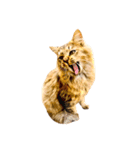 猫写真スタンプ☆10（文字無し）（個別スタンプ：1）