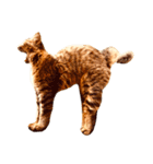 猫写真スタンプ☆10（文字無し）（個別スタンプ：2）