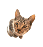 猫写真スタンプ☆10（文字無し）（個別スタンプ：3）