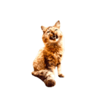猫写真スタンプ☆10（文字無し）（個別スタンプ：4）