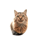 猫写真スタンプ☆10（文字無し）（個別スタンプ：5）