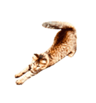猫写真スタンプ☆10（文字無し）（個別スタンプ：6）