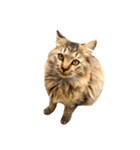 猫写真スタンプ☆10（文字無し）（個別スタンプ：7）