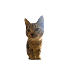 猫写真スタンプ☆10（文字無し）（個別スタンプ：8）