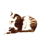 猫写真スタンプ☆10（文字無し）（個別スタンプ：9）