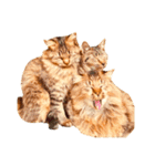 猫写真スタンプ☆10（文字無し）（個別スタンプ：10）
