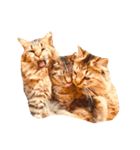 猫写真スタンプ☆10（文字無し）（個別スタンプ：11）