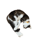 猫写真スタンプ☆10（文字無し）（個別スタンプ：13）