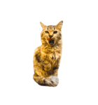 猫写真スタンプ☆10（文字無し）（個別スタンプ：14）
