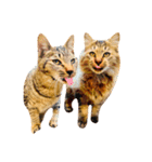 猫写真スタンプ☆10（文字無し）（個別スタンプ：15）