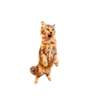 猫写真スタンプ☆10（文字無し）（個別スタンプ：16）