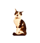 猫写真スタンプ☆10（文字無し）（個別スタンプ：17）