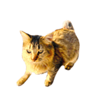 猫写真スタンプ☆10（文字無し）（個別スタンプ：19）