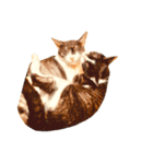 猫写真スタンプ☆10（文字無し）（個別スタンプ：20）