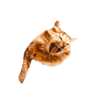 猫写真スタンプ☆10（文字無し）（個別スタンプ：21）