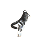 猫写真スタンプ☆10（文字無し）（個別スタンプ：22）