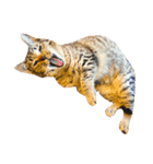 猫写真スタンプ☆10（文字無し）（個別スタンプ：23）