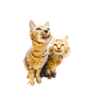 猫写真スタンプ☆10（文字無し）（個別スタンプ：24）