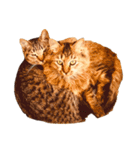猫写真スタンプ☆10（文字無し）（個別スタンプ：25）