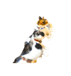 猫写真スタンプ☆10（文字無し）（個別スタンプ：27）