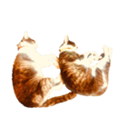 猫写真スタンプ☆10（文字無し）（個別スタンプ：28）