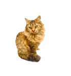 猫写真スタンプ☆10（文字無し）（個別スタンプ：29）