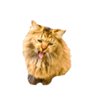 猫写真スタンプ☆10（文字無し）（個別スタンプ：30）
